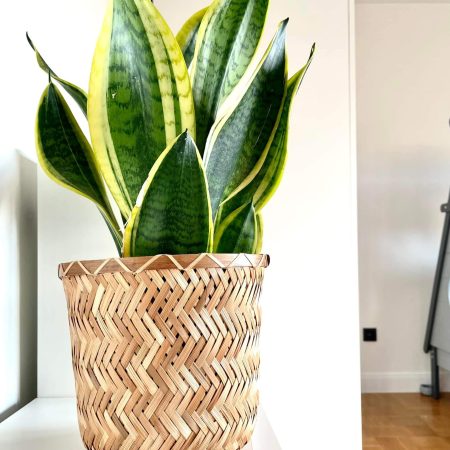 386751417_842454661216544_1007175191038937413_n